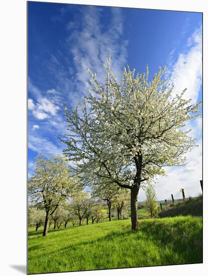 Blossoming Trees on Orchard Meadow, Freyburg, Burgenlandkreis, Germany-Andreas Vitting-Mounted Photographic Print