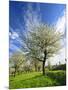 Blossoming Trees on Orchard Meadow, Freyburg, Burgenlandkreis, Germany-Andreas Vitting-Mounted Photographic Print