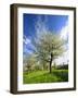 Blossoming Trees on Orchard Meadow, Freyburg, Burgenlandkreis, Germany-Andreas Vitting-Framed Photographic Print