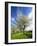 Blossoming Trees on Orchard Meadow, Freyburg, Burgenlandkreis, Germany-Andreas Vitting-Framed Photographic Print