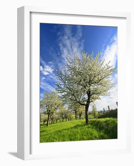 Blossoming Trees on Orchard Meadow, Freyburg, Burgenlandkreis, Germany-Andreas Vitting-Framed Photographic Print