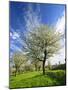 Blossoming Trees on Orchard Meadow, Freyburg, Burgenlandkreis, Germany-Andreas Vitting-Mounted Photographic Print