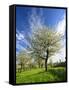 Blossoming Trees on Orchard Meadow, Freyburg, Burgenlandkreis, Germany-Andreas Vitting-Framed Stretched Canvas