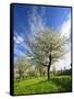 Blossoming Trees on Orchard Meadow, Freyburg, Burgenlandkreis, Germany-Andreas Vitting-Framed Stretched Canvas