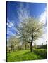 Blossoming Trees on Orchard Meadow, Freyburg, Burgenlandkreis, Germany-Andreas Vitting-Stretched Canvas