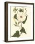 Blossoming Vine I-Sydenham Teast Edwards-Framed Art Print