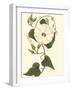 Blossoming Vine I-Sydenham Teast Edwards-Framed Art Print