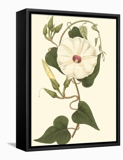 Blossoming Vine I-Sydenham Teast Edwards-Framed Stretched Canvas