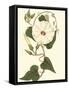 Blossoming Vine I-Sydenham Teast Edwards-Framed Stretched Canvas