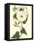 Blossoming Vine I-Sydenham Teast Edwards-Framed Stretched Canvas