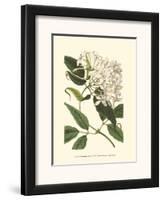 Blossoming Vine IV-Sydenham Teast Edwards-Framed Art Print
