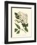 Blossoming Vine IV-Sydenham Teast Edwards-Framed Art Print