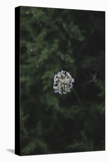 Blossoming white valerian in the botanical garden in Bielefeld,-Nadja Jacke-Stretched Canvas