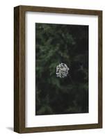 Blossoming white valerian in the botanical garden in Bielefeld,-Nadja Jacke-Framed Photographic Print