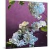 Blossoms 07-Rick Novak-Mounted Premium Giclee Print