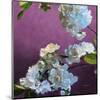 Blossoms 07-Rick Novak-Mounted Art Print