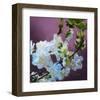 Blossoms 08-Rick Novak-Framed Art Print