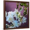 Blossoms 08-Rick Novak-Framed Art Print