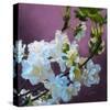 Blossoms 08-Rick Novak-Stretched Canvas