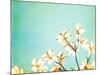 Blossoms Adrift-Carolyn Cochrane-Mounted Photographic Print