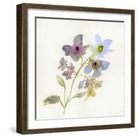 Blossoms and Roots VII-Marabeth Quin-Framed Art Print