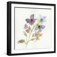 Blossoms and Roots VII-Marabeth Quin-Framed Art Print