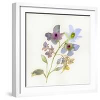 Blossoms and Roots VII-Marabeth Quin-Framed Art Print