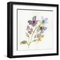 Blossoms and Roots VII-Marabeth Quin-Framed Art Print