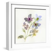 Blossoms and Roots VII-Marabeth Quin-Framed Art Print