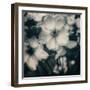 Blossoms at Dusk-Linda Hoey-Framed Art Print