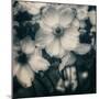 Blossoms at Dusk-Linda Hoey-Mounted Art Print