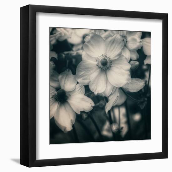 Blossoms at Dusk-Linda Hoey-Framed Art Print