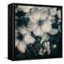Blossoms at Dusk-Linda Hoey-Framed Stretched Canvas