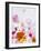 Blossoms, Bright, Different, Still Life-Axel Killian-Framed Photographic Print