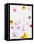 Blossoms, Bright, Different, Still Life-Axel Killian-Framed Stretched Canvas