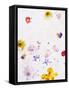 Blossoms, Bright, Different, Still Life-Axel Killian-Framed Stretched Canvas