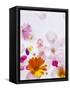 Blossoms, Bright, Different, Still Life-Axel Killian-Framed Stretched Canvas