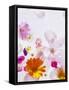 Blossoms, Bright, Different, Still Life-Axel Killian-Framed Stretched Canvas