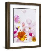 Blossoms, Bright, Different, Still Life-Axel Killian-Framed Photographic Print