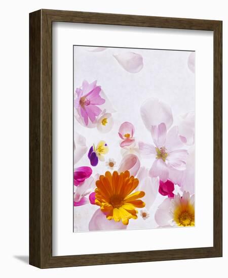 Blossoms, Bright, Different, Still Life-Axel Killian-Framed Photographic Print