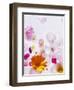 Blossoms, Bright, Different, Still Life-Axel Killian-Framed Photographic Print