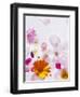 Blossoms, Bright, Different, Still Life-Axel Killian-Framed Photographic Print