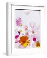 Blossoms, Bright, Different, Still Life-Axel Killian-Framed Photographic Print