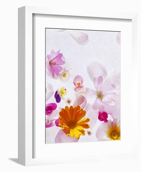 Blossoms, Bright, Different, Still Life-Axel Killian-Framed Photographic Print