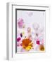 Blossoms, Bright, Different, Still Life-Axel Killian-Framed Photographic Print