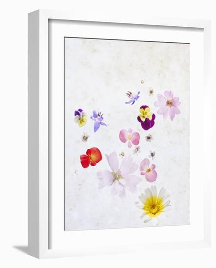 Blossoms, Bright, Different, Still Life-Axel Killian-Framed Photographic Print