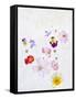 Blossoms, Bright, Different, Still Life-Axel Killian-Framed Stretched Canvas