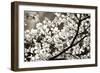 Blossoms II-Alan Hausenflock-Framed Photographic Print