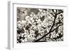 Blossoms II-Alan Hausenflock-Framed Photographic Print