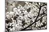 Blossoms II-Alan Hausenflock-Mounted Photographic Print